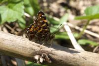 Araschnia levana