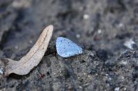 Celastrina argiolus