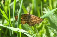Ematurga atomaria