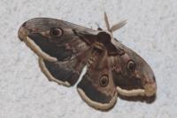 Saturnia pyri