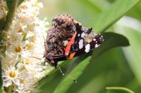 Vanessa atalanta