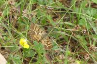 Ematurga atomaria