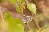 Pyrgus malvae