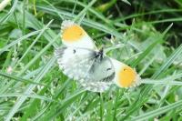 Anthocharis cardamines