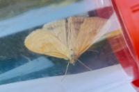 Sitochroa verticalis