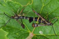 Synanthedon tipuliformis