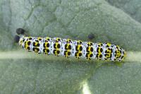 Cucullia verbasci