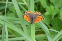 Lycaena phlaeas