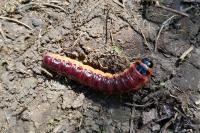 Cossus cossus