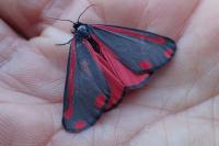 Tyria jacobaeae