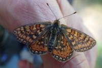 Euphydryas aurinia