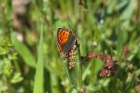 Lycaena phlaeas