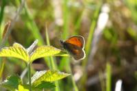 Coenonympha pamphilus