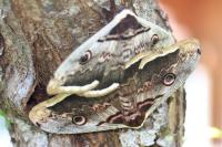 Saturnia pyri