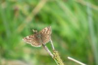 Erynnis tages