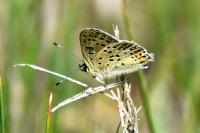 Lycaena tityrus