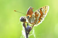 Melitaea cinxia