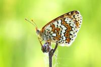 Melitaea cinxia