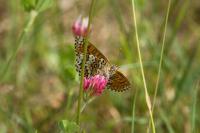 Melitaea cinxia