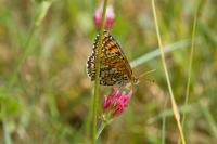 Melitaea cinxia