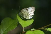 Pieris napi