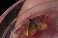 Lythria cruentaria
