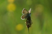 Lycaena tityrus