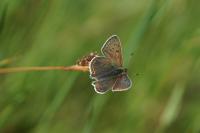 Lycaena tityrus
