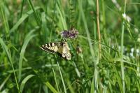 Papilio machaon