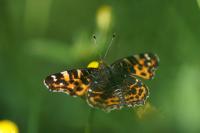 Araschnia levana