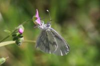 Leptidea sinapis