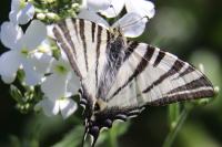 Iphiclides podalirius