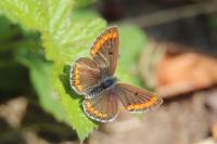 Aricia agestis