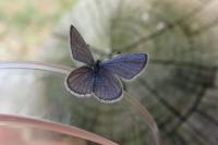 Cupido alcetas