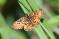 Boloria selene