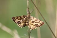 Ematurga atomaria