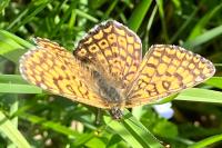Melitaea cinxia