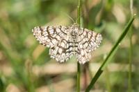 Chiasmia clathrata