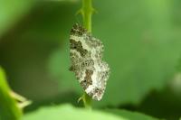 Epirrhoe alternata
