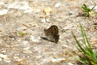 Lasiommata megera