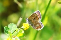 Polyommatus icarus