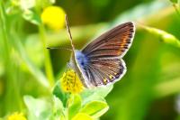 Polyommatus icarus