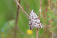 Aplocera plagiata