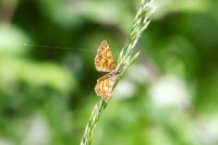 Ematurga atomaria