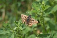 Carcharodus alceae