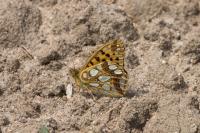 Issoria lathonia