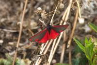 Tyria jacobaeae
