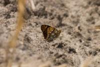 Issoria lathonia