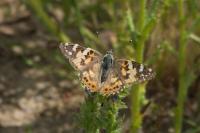 Vanessa cardui