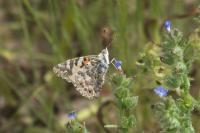 Vanessa cardui